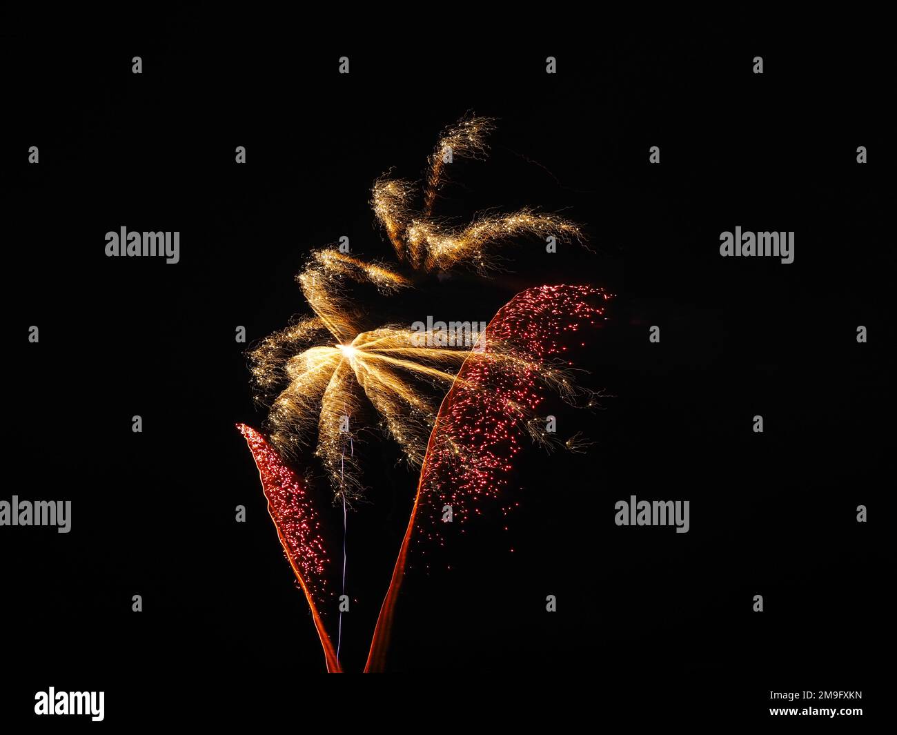 Feux d'artifice contre un ciel noir en forme de plante/fleur/arbre Banque D'Images