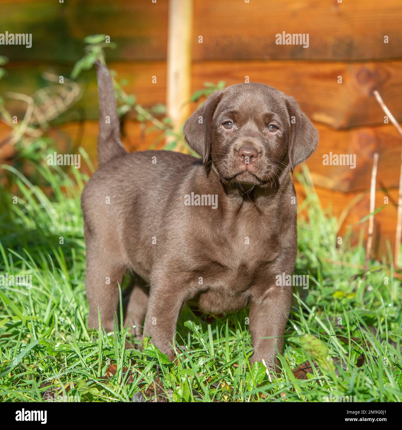 chocolat labrador, chiot Banque D'Images