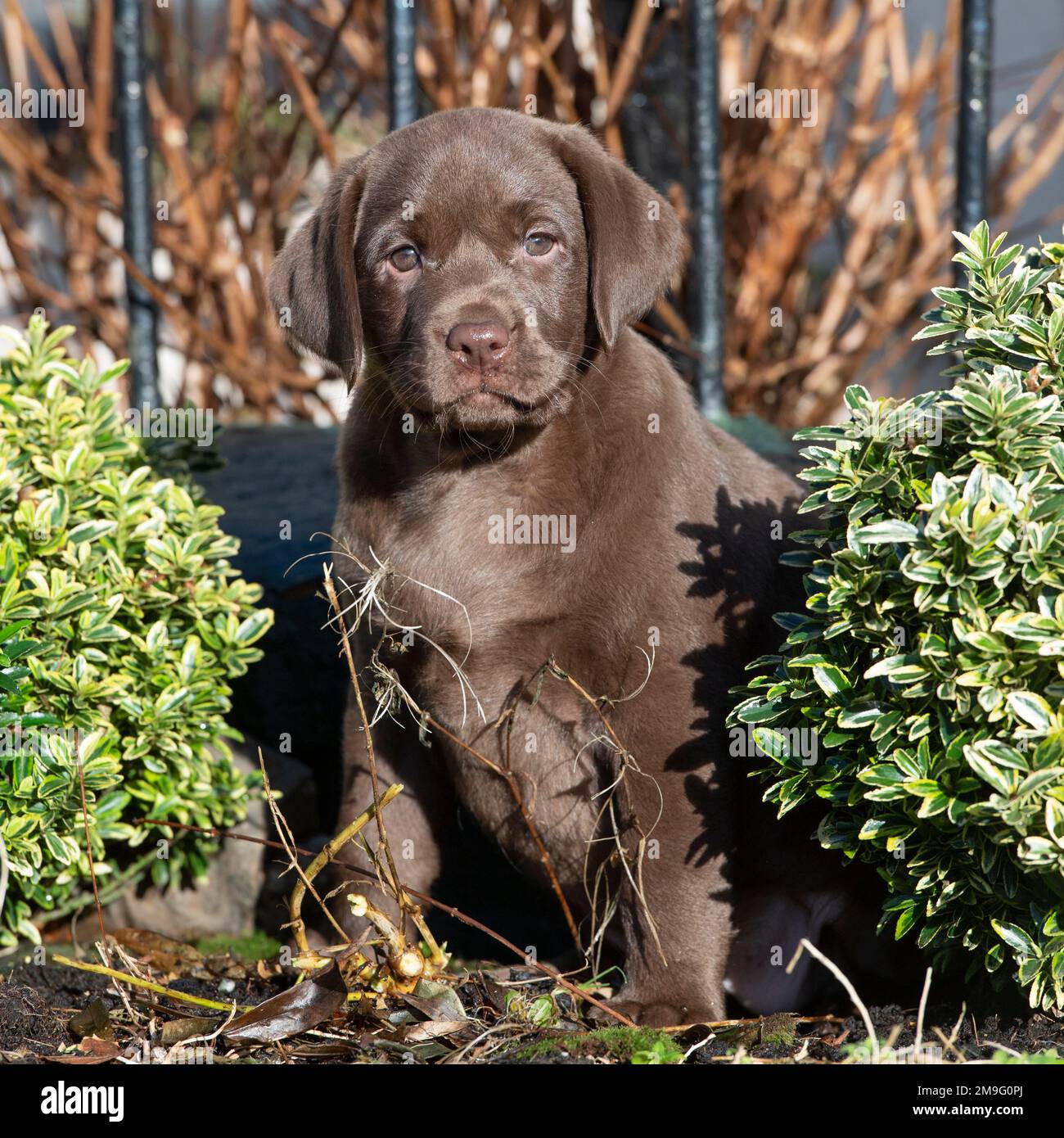 chocolat labrador, chiot Banque D'Images