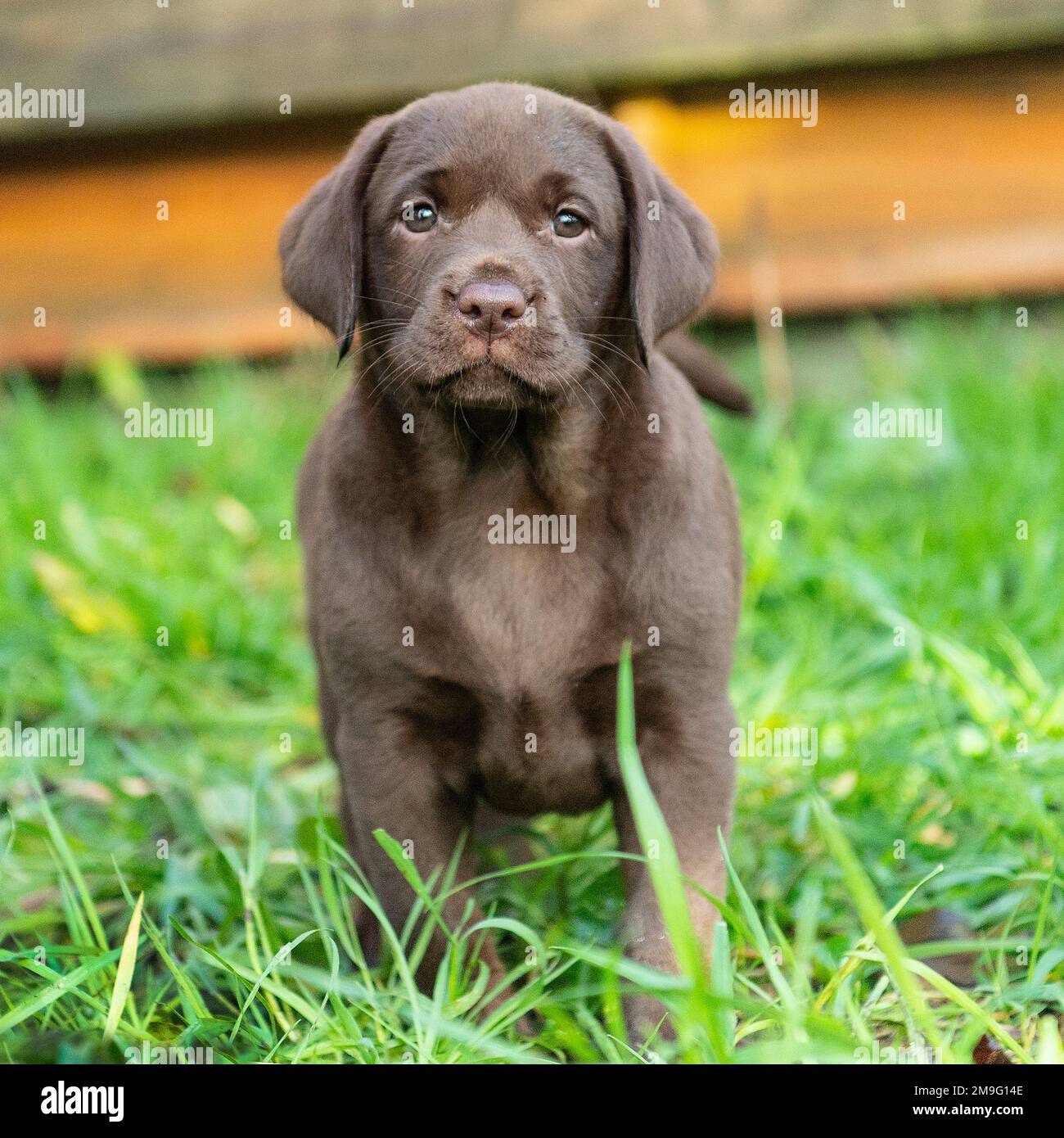 chocolat labrador, chiot Banque D'Images