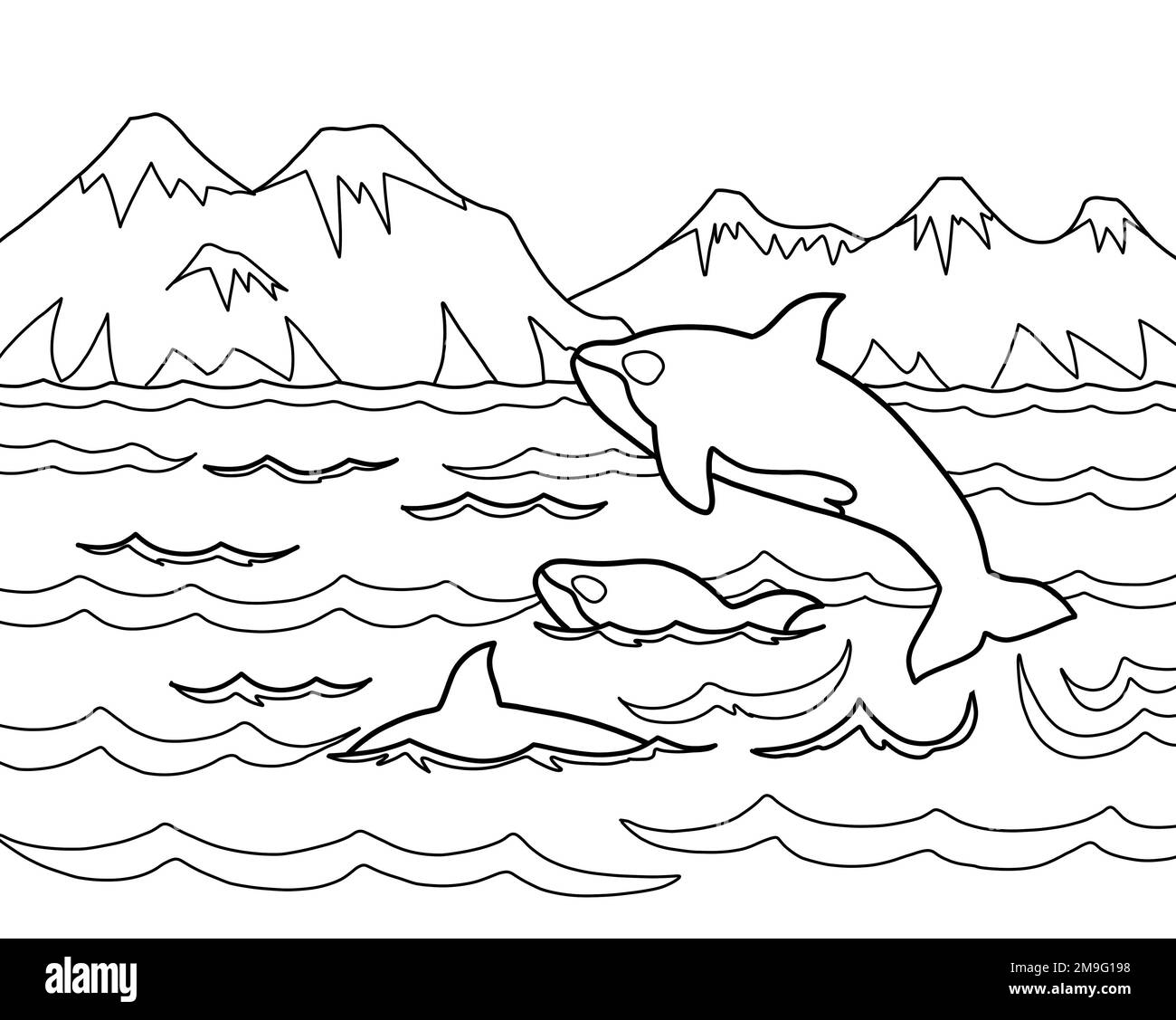 Gousse d'orques ou d'épaulards nageant et sautant dans l'océan Pacifique près de l'île de Vancouver, Canada. Faune nature écotourisme en Amérique du Nord concept Banque D'Images