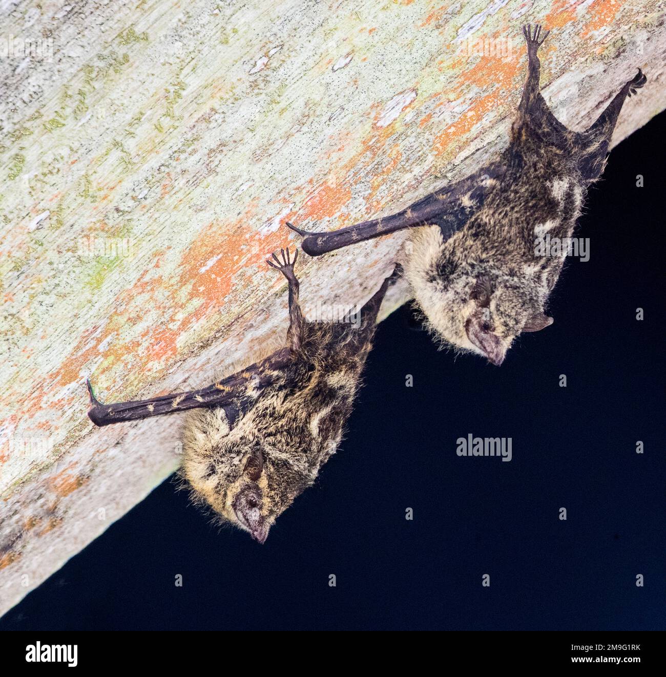 Chauve souris qui dort Banque de photographies et d’images à haute — free download