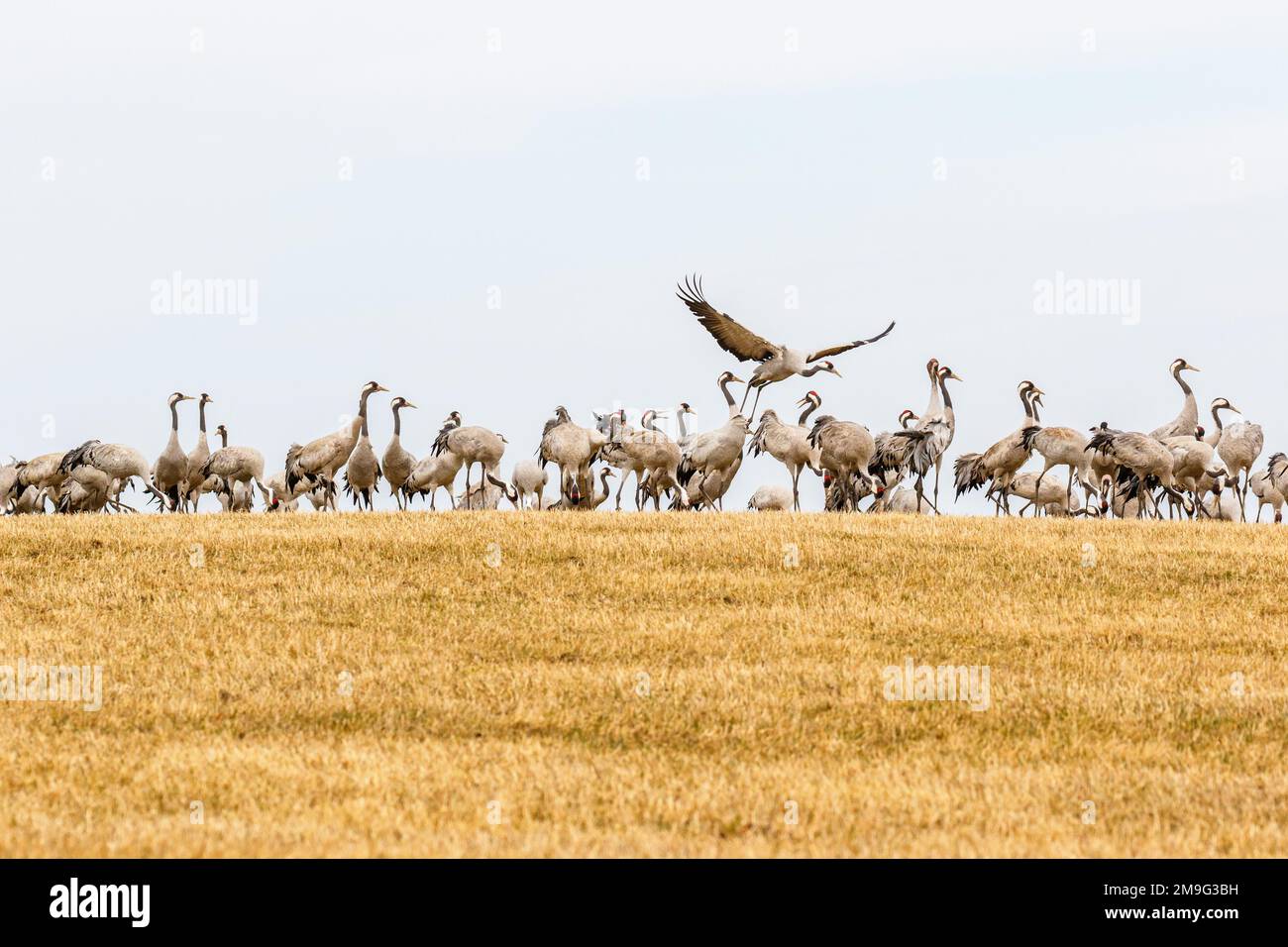 Grues sur un champ au printemps Banque D'Images