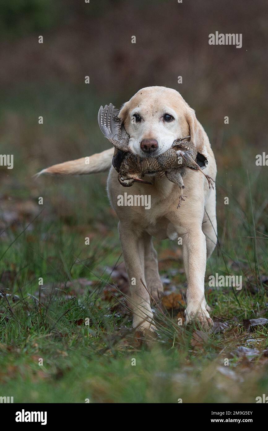 Labrador Retriever portant une queue de bois Banque D'Images