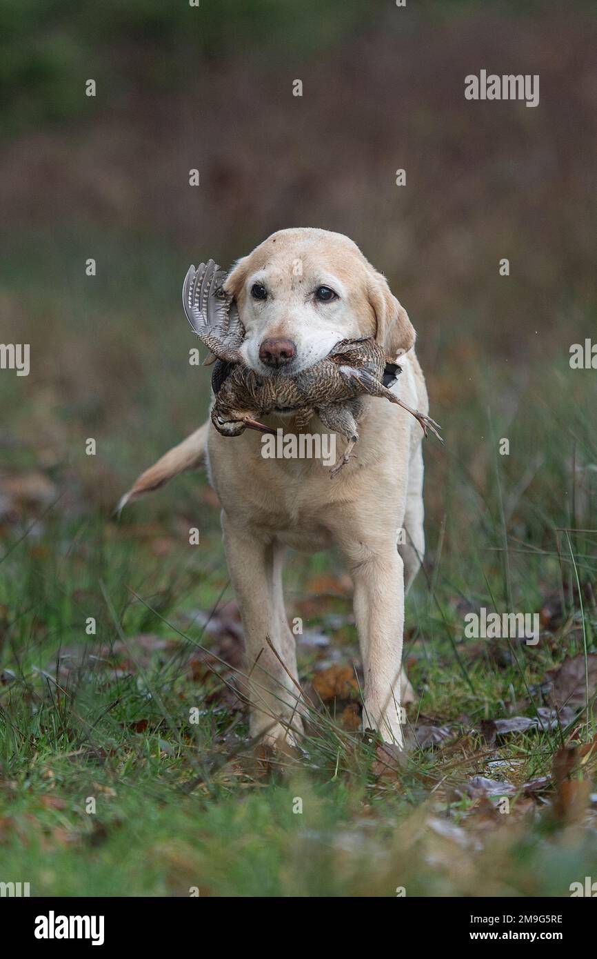 Labrador Retriever portant une queue de bois Banque D'Images