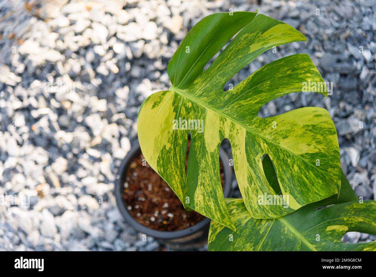 Feuille fraîche de monstère aurea variégée dans le pot Banque D'Images