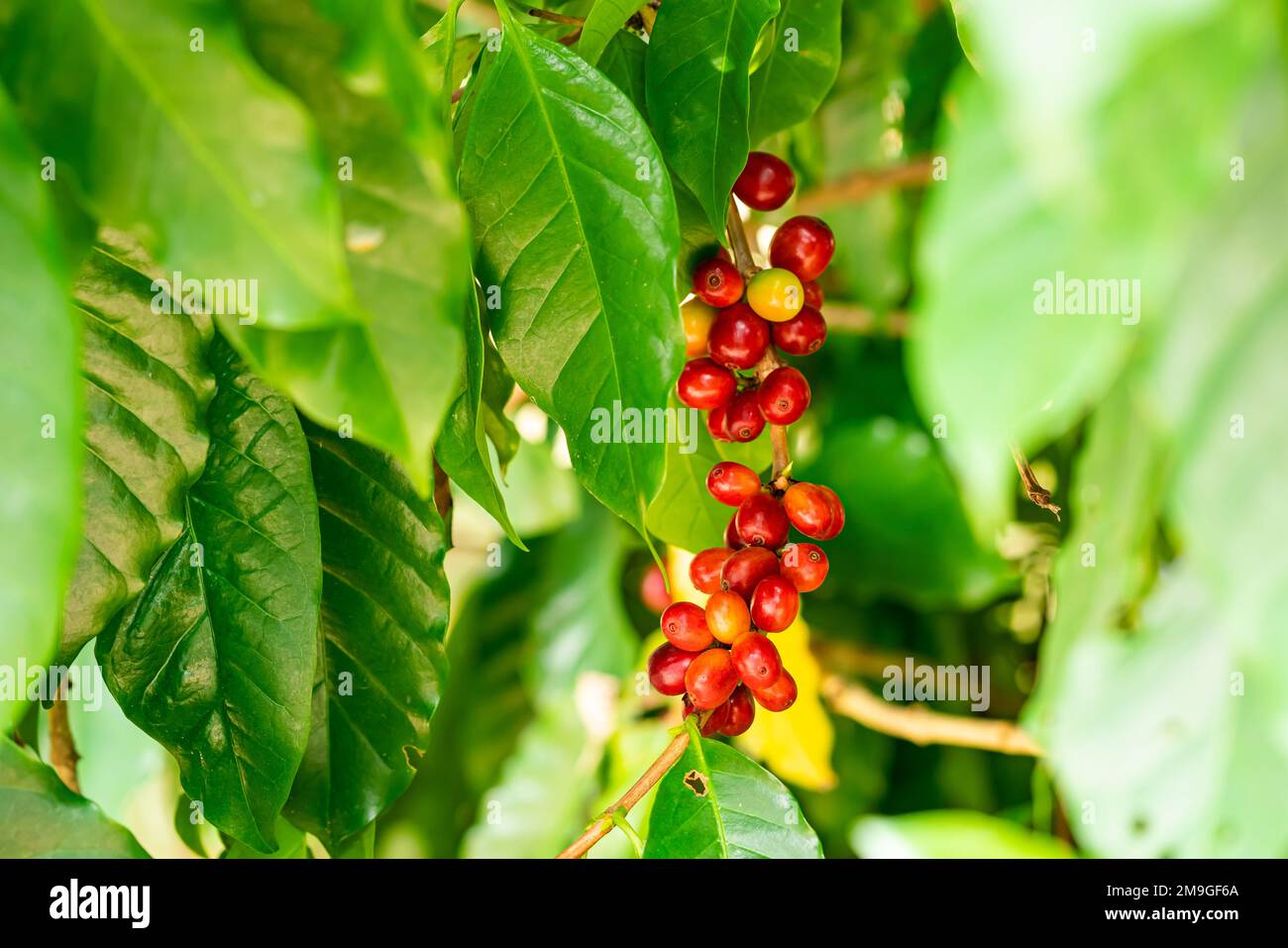 Vue rapprochée bouquet de cerises mûres de café arabica ou de baies de café arabica accrochées dans une branche d'un arbre. Banque D'Images
