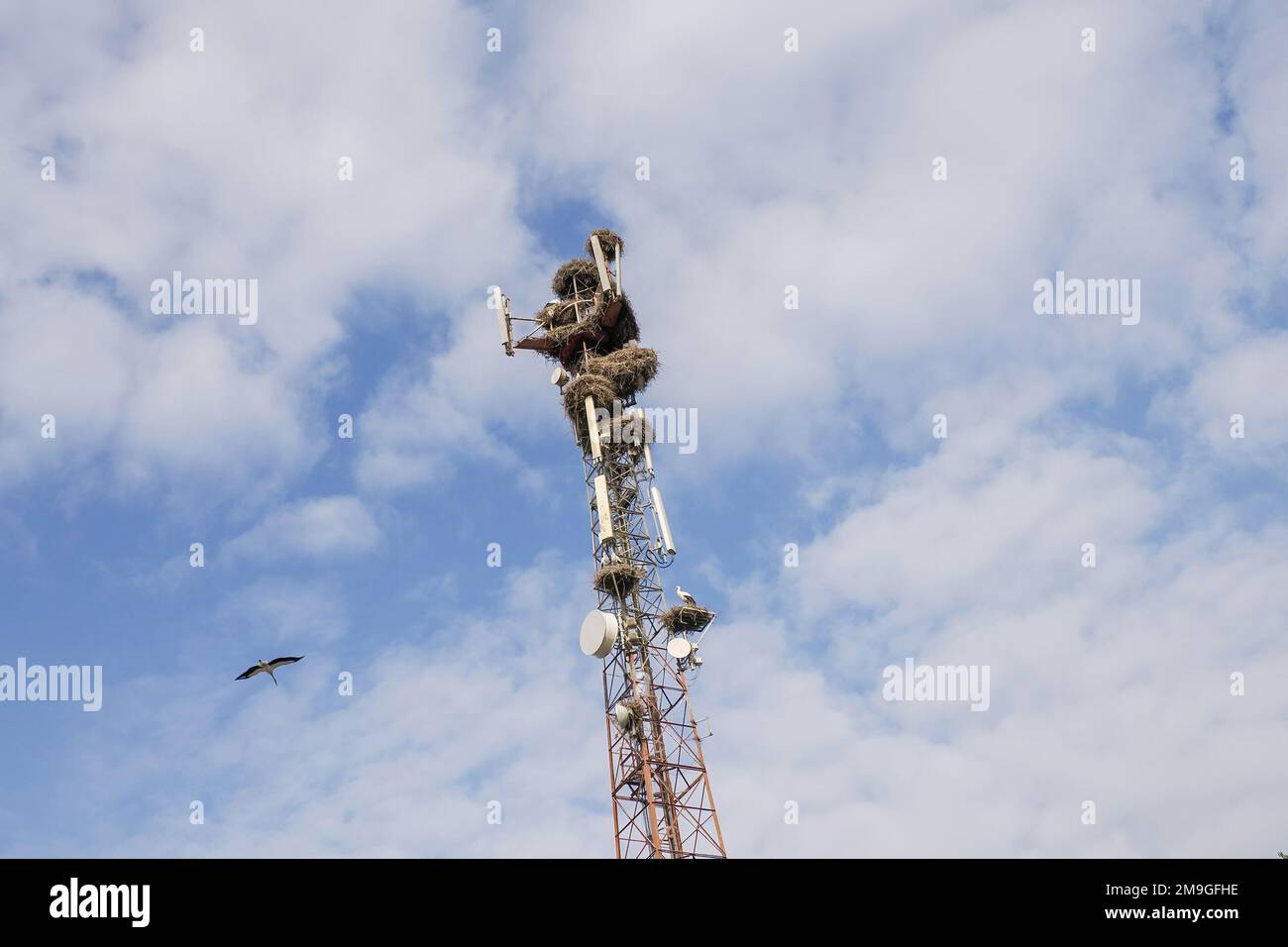 Les cigognes sont installées sur une tour d'antenne de télécommunication au Maroc Banque D'Images