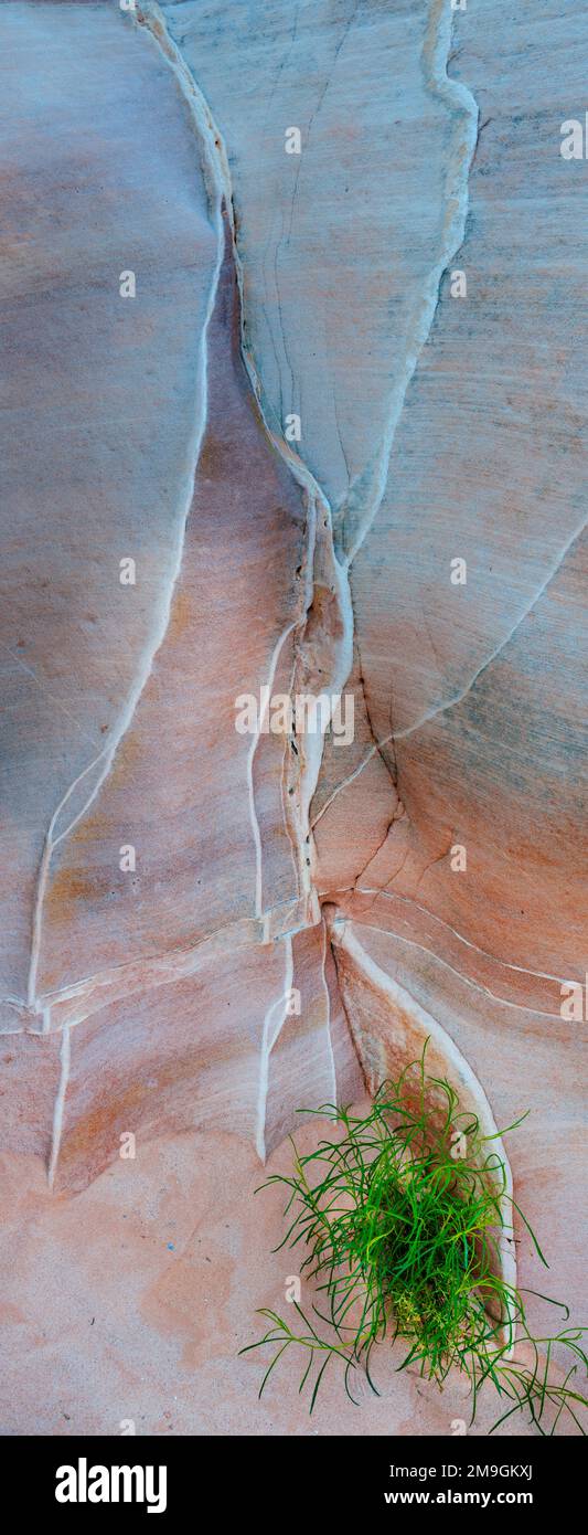 Gros plan de la formation de grès rocheux, désert de Mojave, Las, Vegas, Nevada, ÉTATS-UNIS Banque D'Images