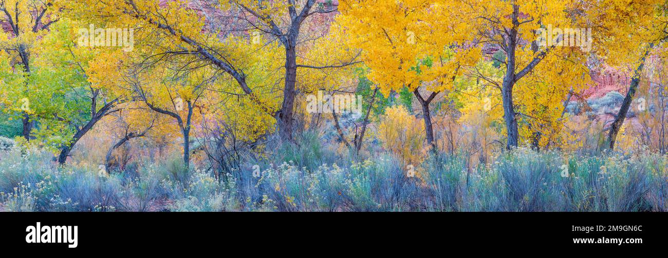 Paysage avec des arbres de coton en automne, long Canyon, Grand Staircase-Escalante National Monument, Utah, États-Unis Banque D'Images