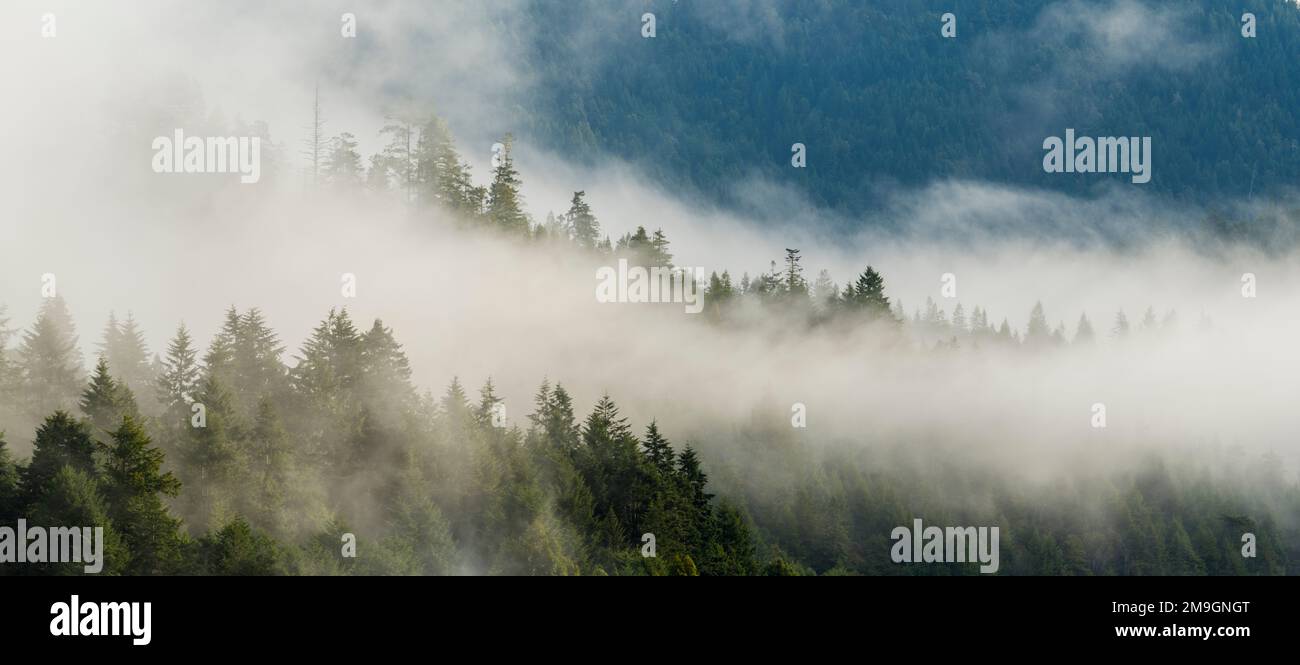 Paysage avec forêt dans le brouillard, parc national de Sinkyone Wilderness, Californie, États-Unis Banque D'Images