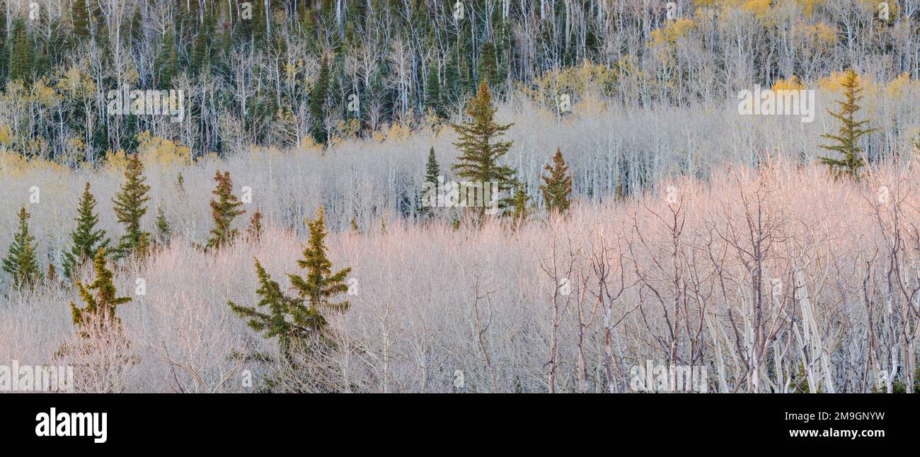 Forêt avec des encens (Populus tremuloides) et des sapins de douglas (Pseudotsuga menziesii) en automne, forêt nationale de Dixie, Boulder Mountain, Utah, États-Unis Banque D'Images