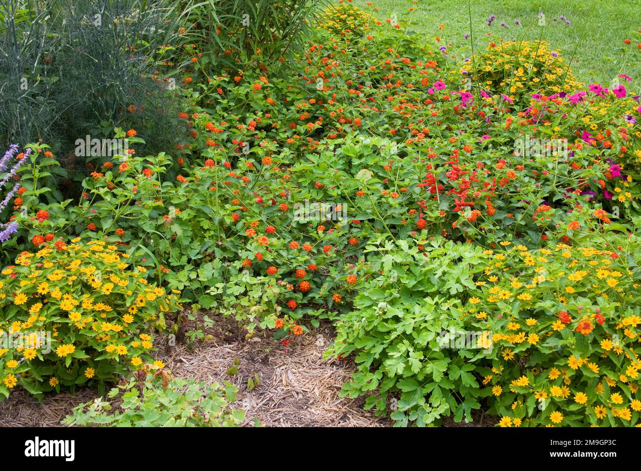 63821-19805 jardin de fleurs - million d'or Melampodium, (Melampodium), Red Spread Lantana (Lantana camara), Red Hot Sally Salvia (Salvia splendens), Pi Banque D'Images