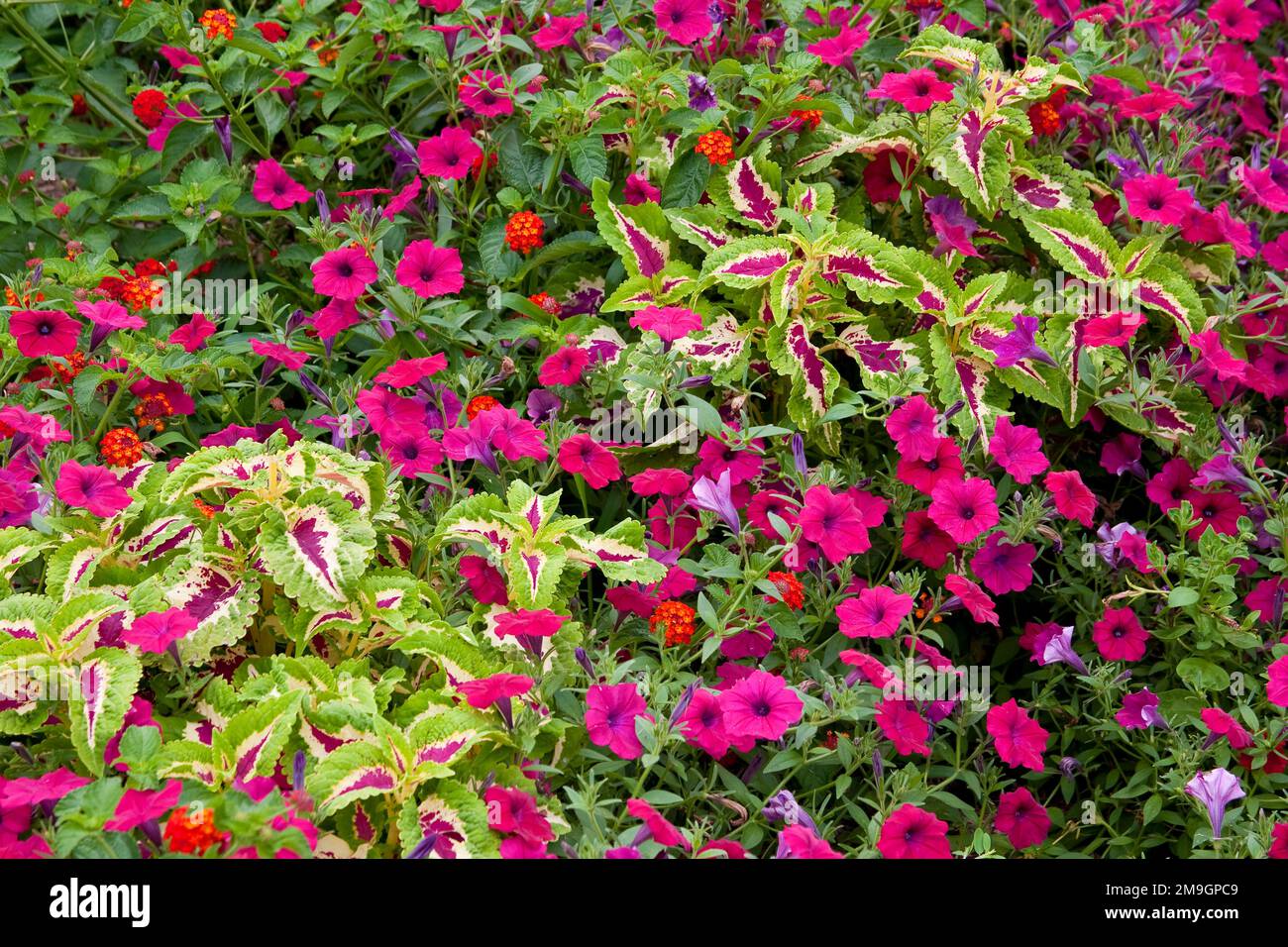 63821-21918 Pink Tidal Wave petunias, Sun Coleus, et Red Spread Lantana (Lantana camara) Marion Co., il Banque D'Images