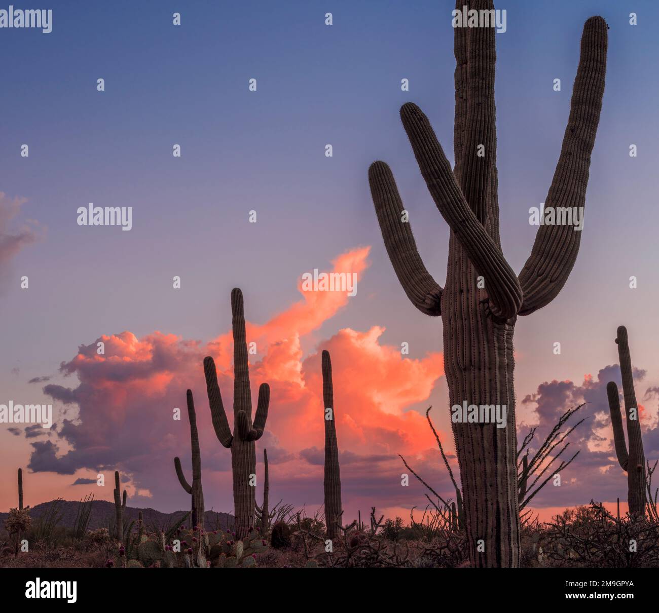 Saguaro cactus (Carnegiea gigantea) au coucher du soleil, South Maricopa Mountains Wilderness, Sonoron Desert National Monument, Arizona, États-Unis Banque D'Images