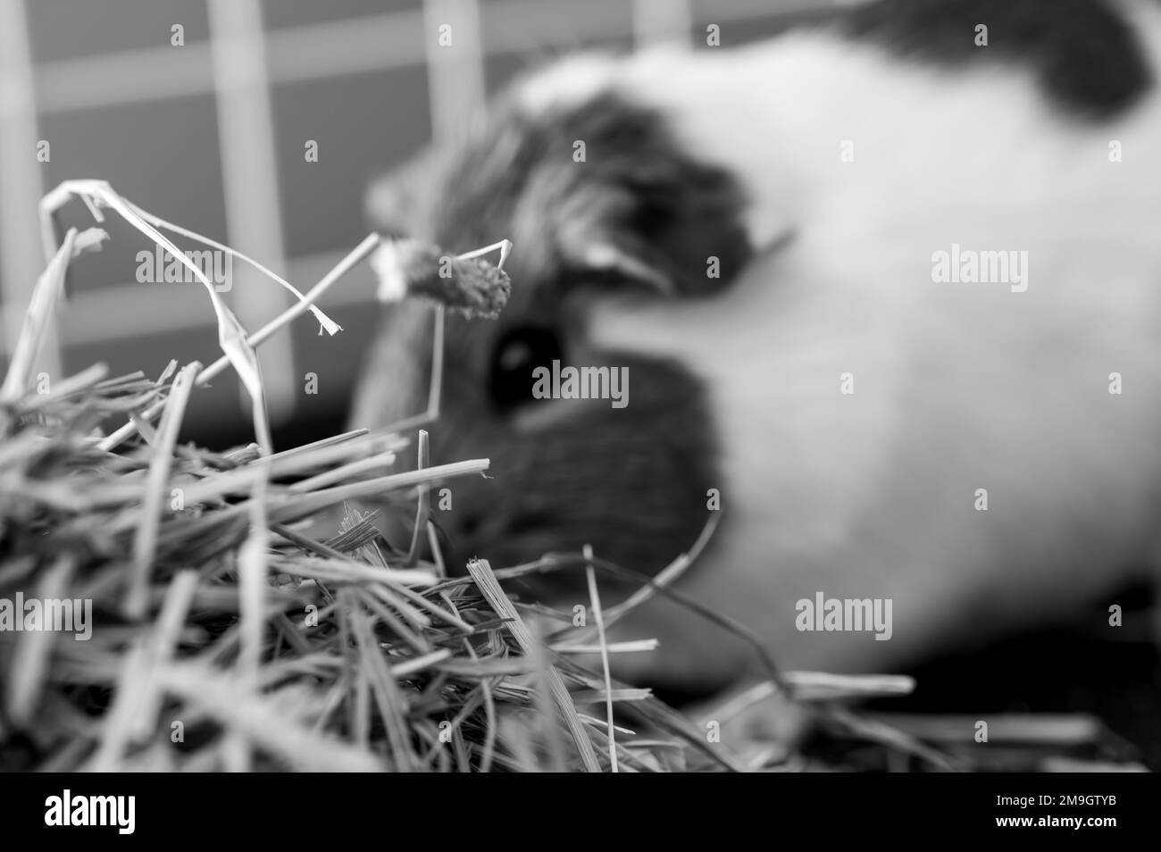 Timothy foin pile dans une cage avec un cobaye flou manger en arrière-plan. Banque D'Images