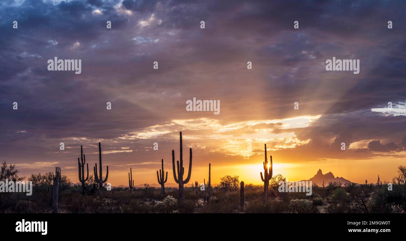 Cactus Saguaro (Canegiea gigantea) dans le désert au coucher du soleil, désert de Sonoran, Arizona, États-Unis Banque D'Images