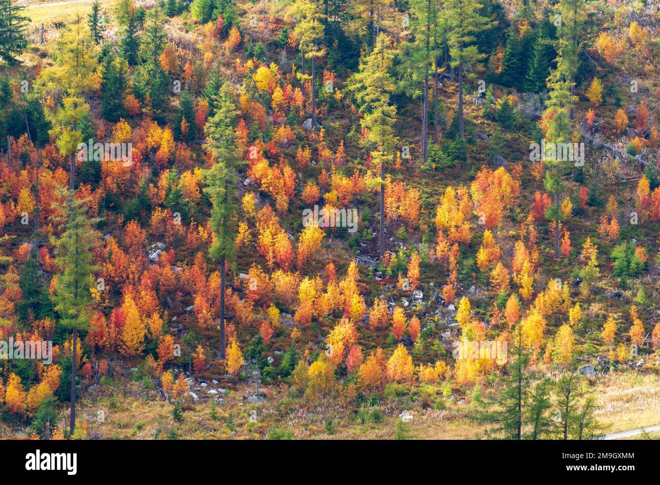 Vue d'automne de la région de Strbske Pleso en Slovaquie. Banque D'Images