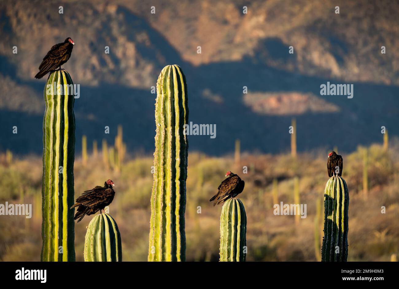 Groupe de vautours de turquie (Cathartes aura) perçant sur des cactus dans le désert, Baja California sur, Mexique Banque D'Images