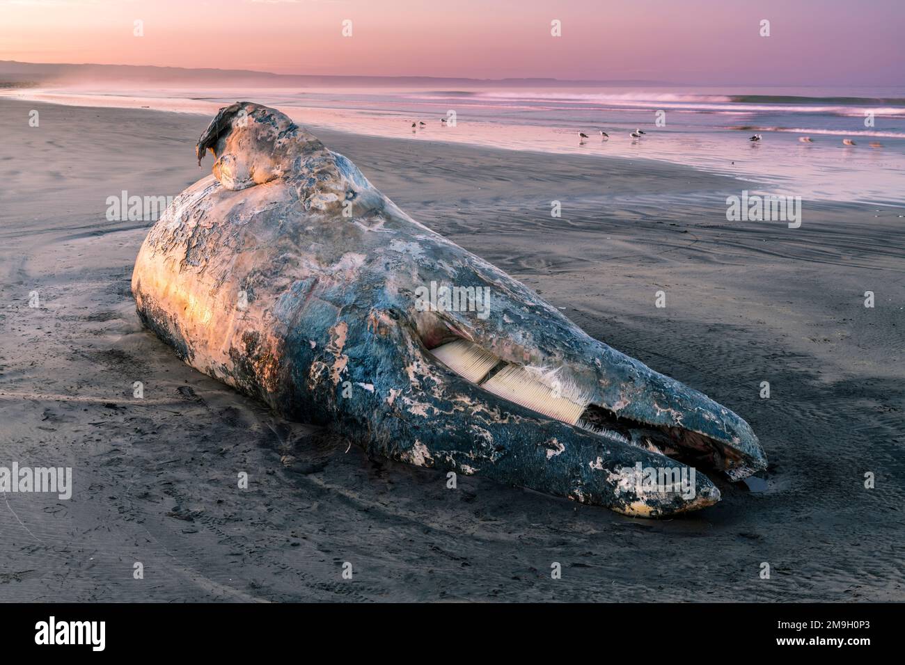 Baleine grise morte (Eschrichtius robustus) sur la plage au coucher du soleil, Baja California sur, Mexique Banque D'Images