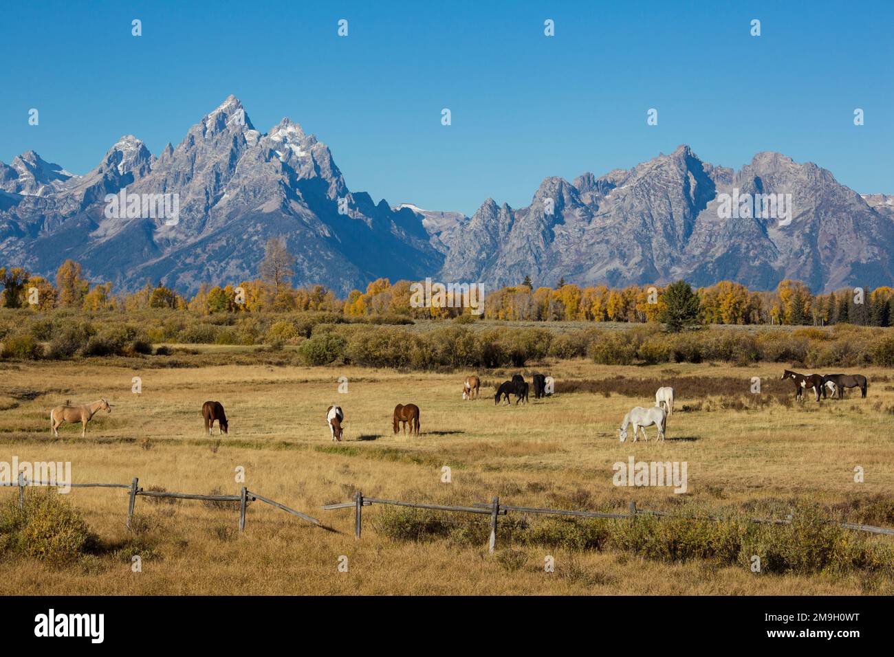67545-09604 chevaux et chaîne de montagnes de Grand Teton à l'automne, parc national de Grand Teton, Wyoming Banque D'Images