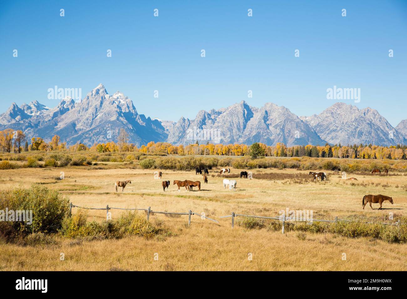 67545-09519 chevaux et chaîne de montagnes de Grand Teton à l'automne, parc national de Grand Teton, Wyoming Banque D'Images