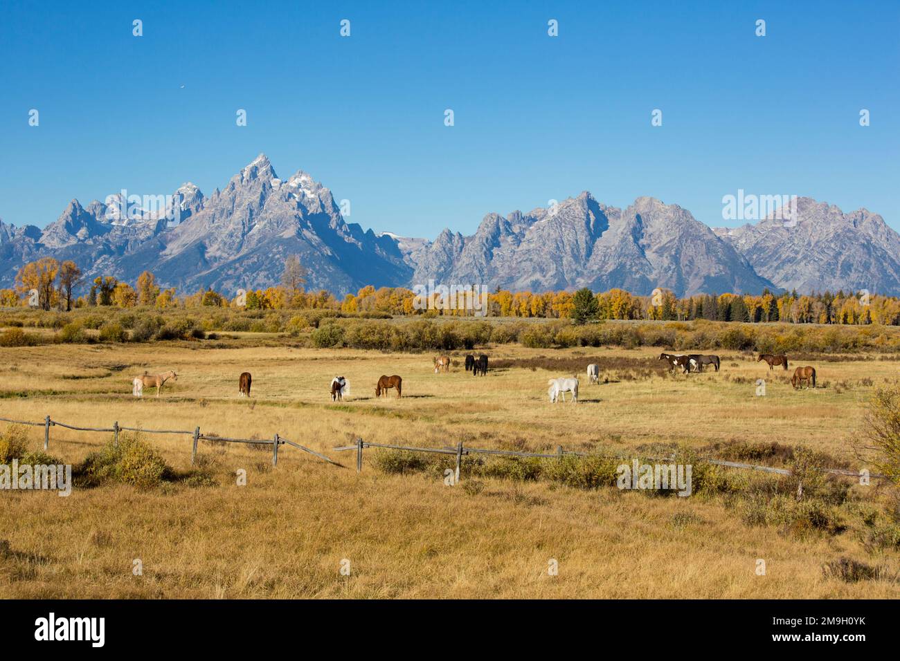 67545-09607 chevaux et chaîne de montagnes de Grand Teton à l'automne, parc national de Grand Teton, Wyoming Banque D'Images