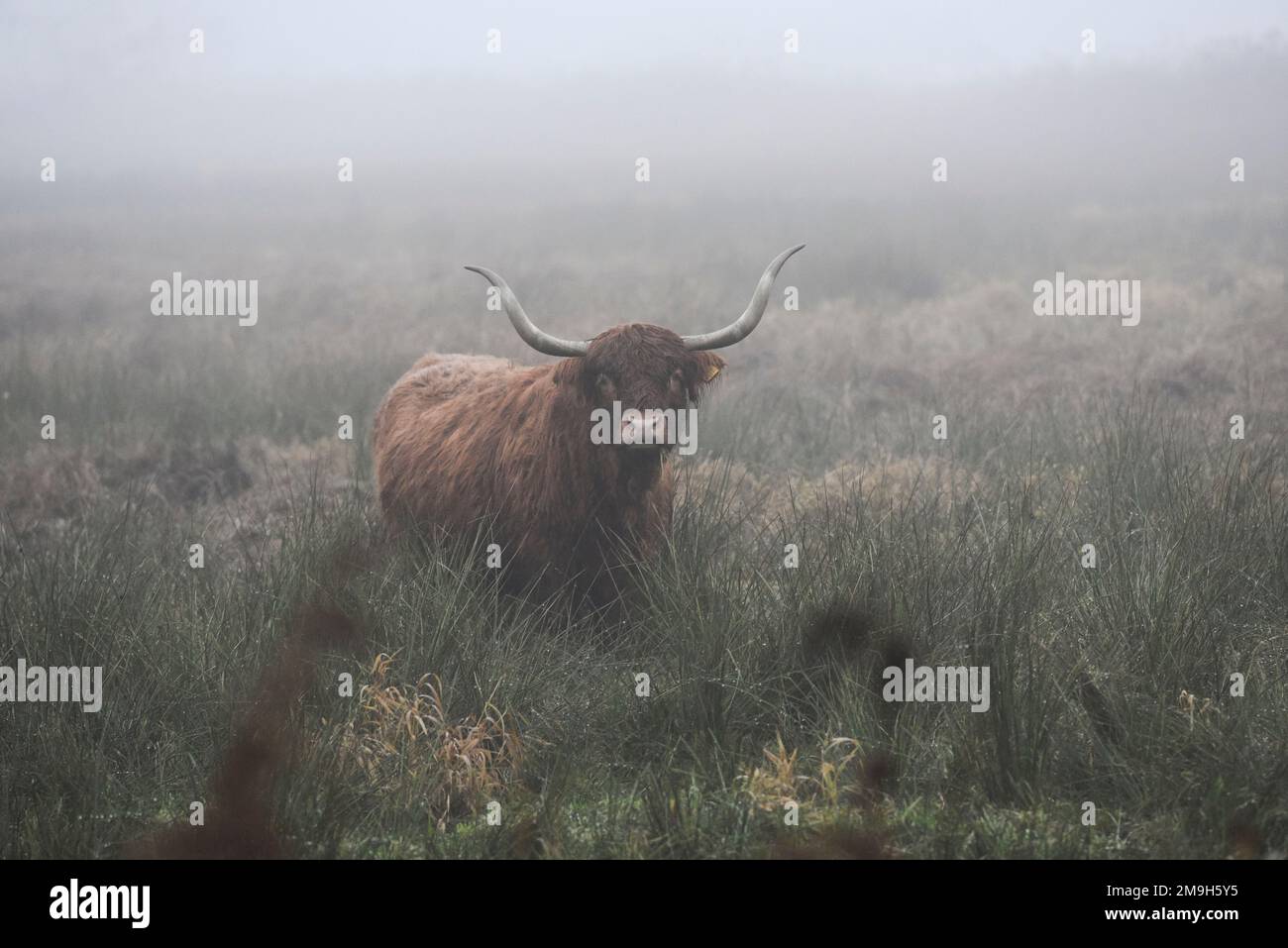 Vaches des Highlands qui broutage dans les champs dans le brouillard en automne. Banque D'Images