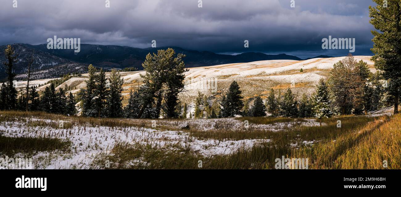 Paysage avec arbres et colline, parc national de Yellowstone, Wyoming, États-Unis Banque D'Images