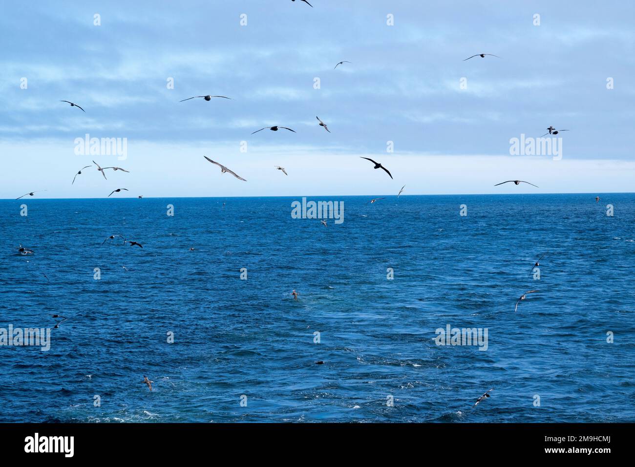 Oiseaux marins à la suite d'un navire dans l'Atlantique Sud près des îles Falkland. Banque D'Images