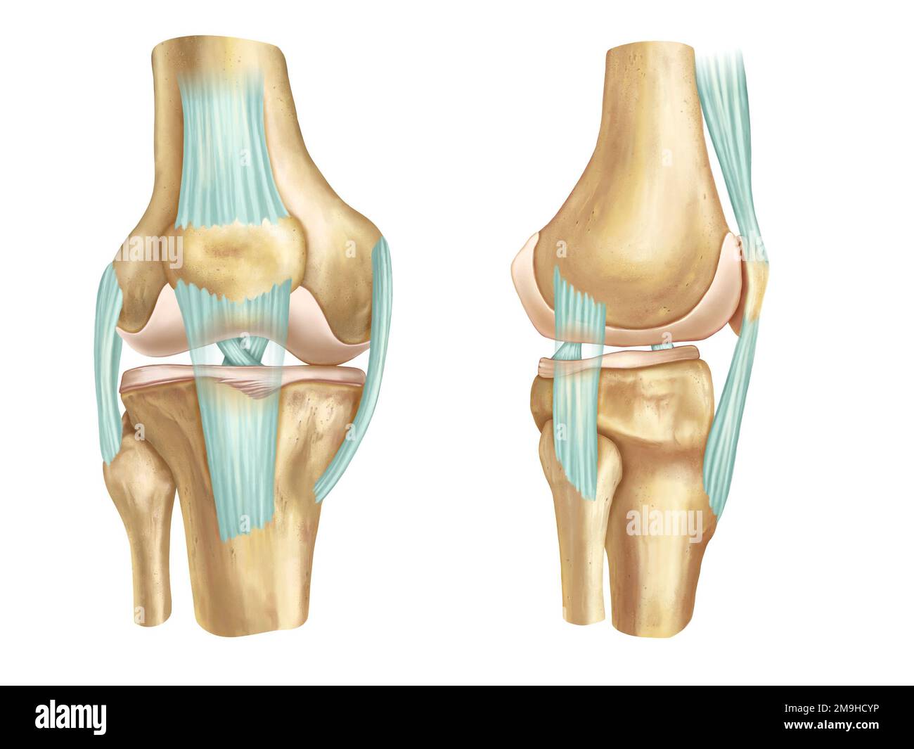 Vue anatomique avant et latérale d'un genou humain. Illustration numérique. Banque D'Images
