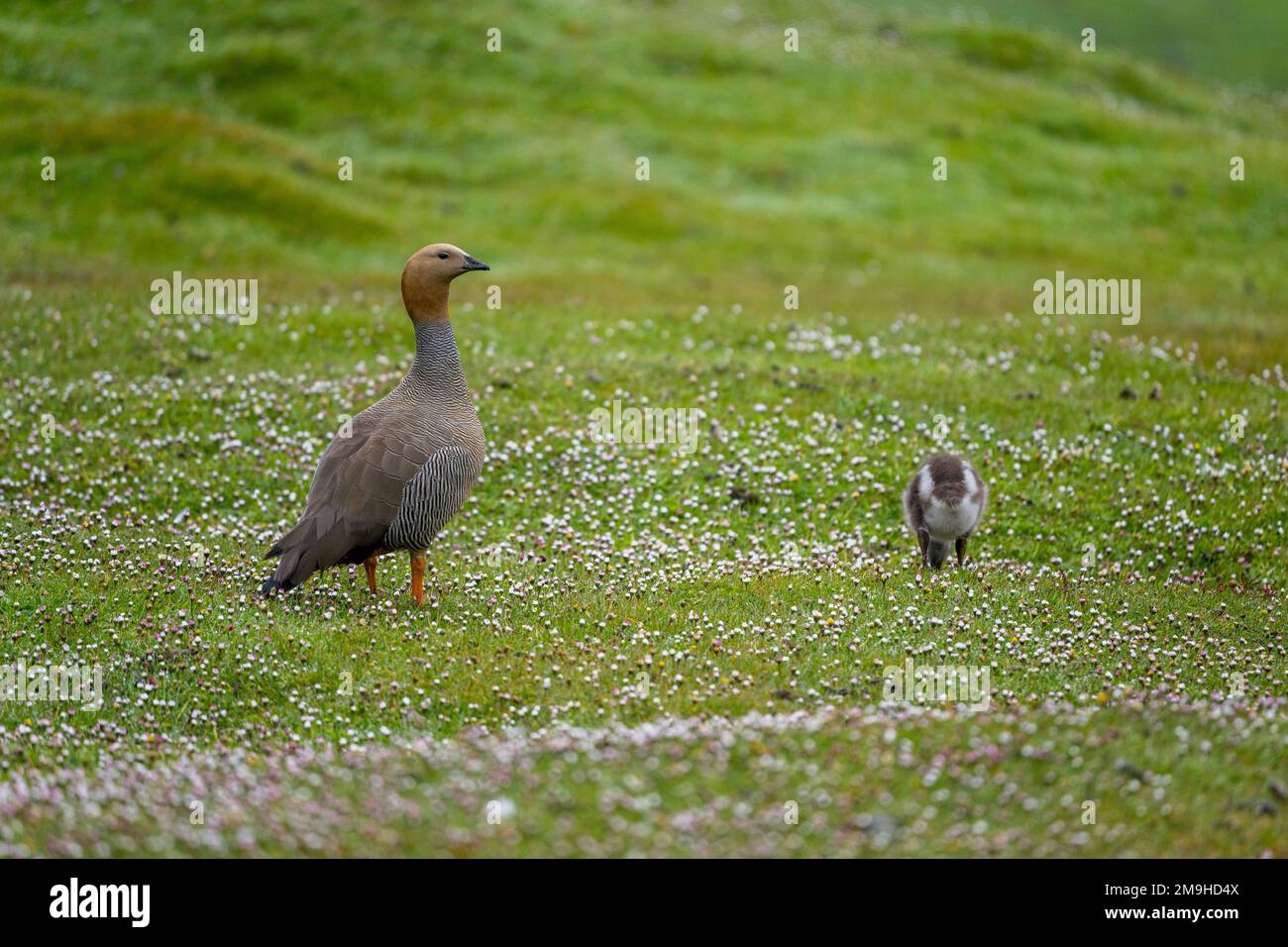 Une bernache à tête large (Chloephaga rubidiceps) avec un poussin qui se nourrit de plantes sur l'île de West point, une île des îles Falkland occidentales. Banque D'Images