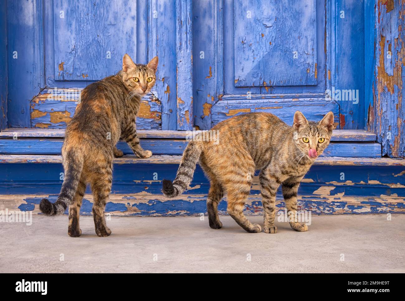 Deux chats amicaux, tabbies patchés à motif de manteau, debout ensemble à une ancienne porte d'entrée de maison en bois bleu, Grèce Banque D'Images