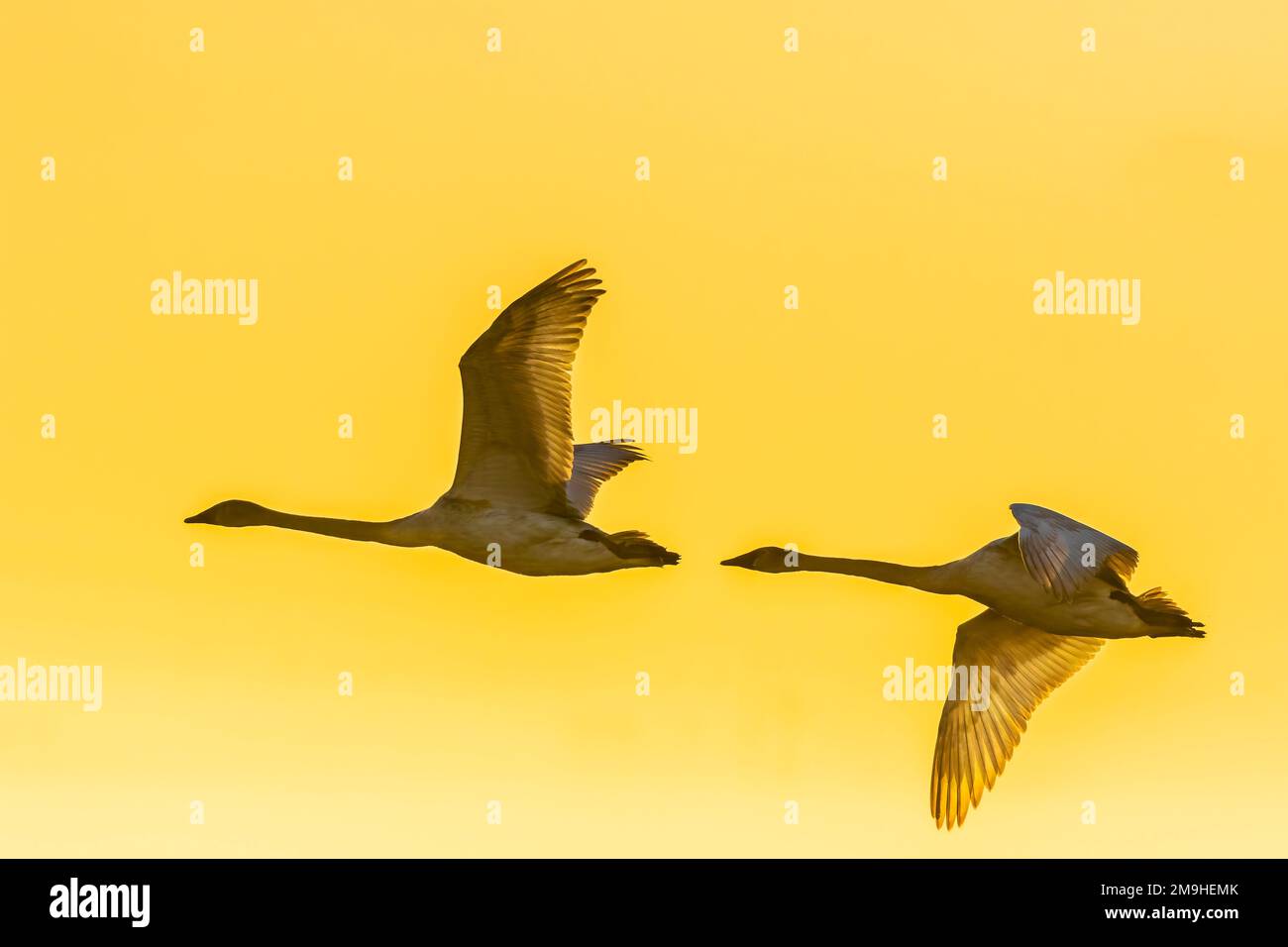 Deux cygnes trompettes (Cygnus buccinator) en vol au lever du soleil, Riverlands Migrate Bird Sanctuary, West Alton, Missouri, États-Unis Banque D'Images