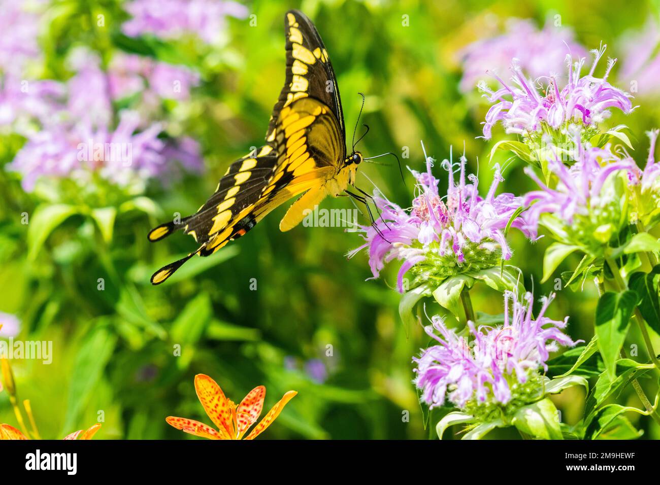 Queue de cygne géante (Papilio créphontes) sur bergamote sauvage (Monarda fistulosa), Marion County, Illinois, États-Unis Banque D'Images