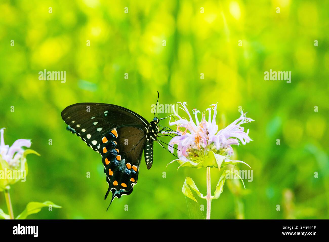 Spicebush Swallowtail (Papilio troilus) sur bergamote sauvage (Monarda fistulosa), Marion County, Illinois, États-Unis Banque D'Images