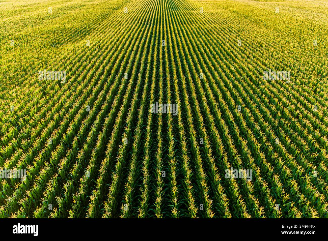 Vue aérienne du champ de maïs, Marion County, Illinois, États-Unis Banque D'Images