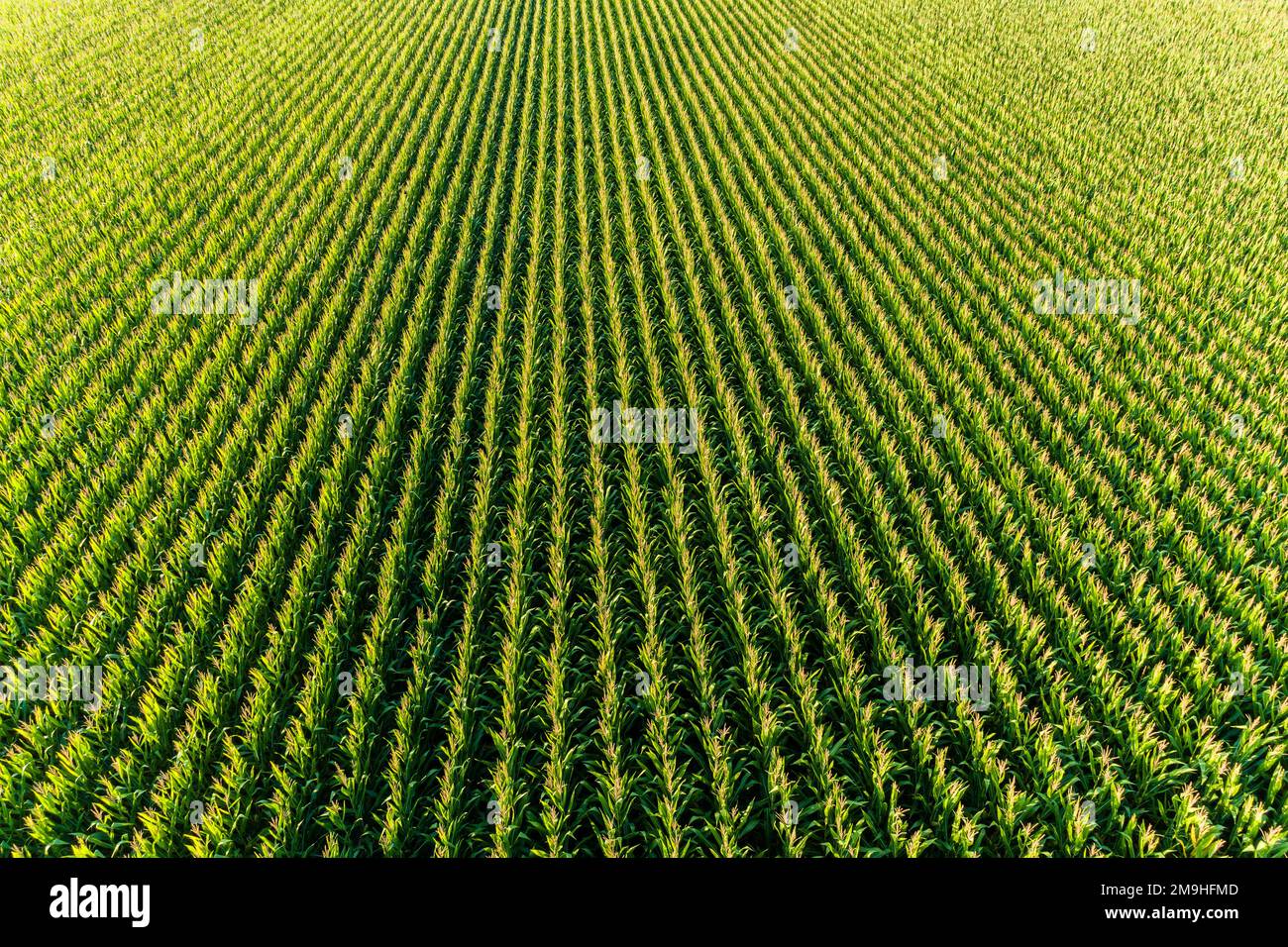 Vue aérienne du champ de maïs, Marion County, Illinois, États-Unis Banque D'Images