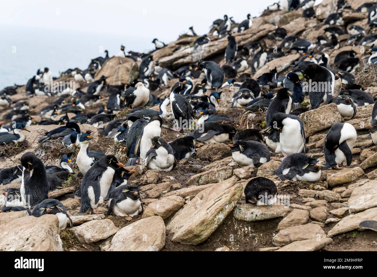 Vue sur la colonie de pingouins de Rockhopper (Eudyptes chrysocome) et de cerfs impériaux ou cormorans impériaux (Leucocarbo atriceps) sur l'île de Sounders, un islan Banque D'Images