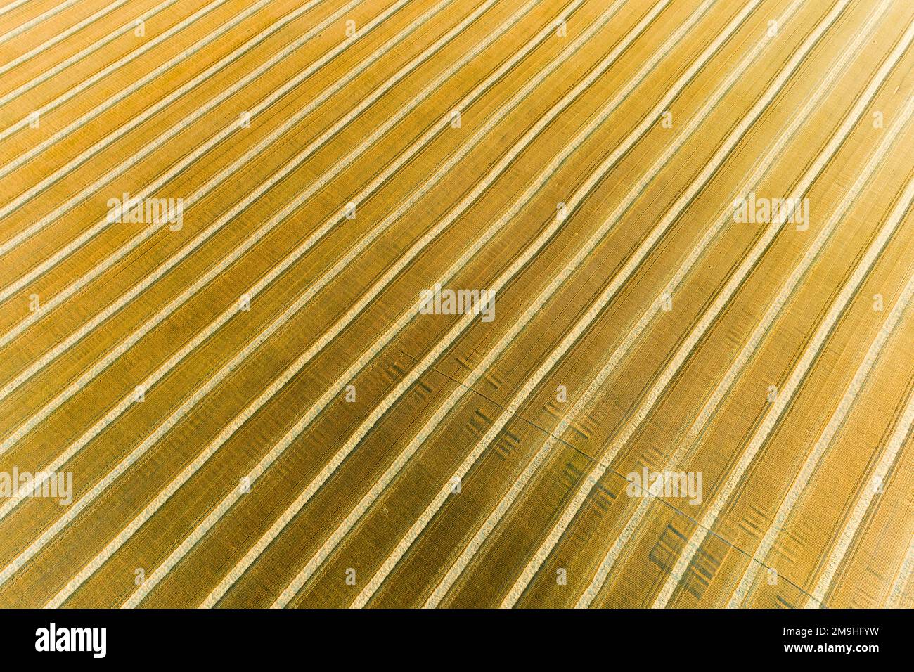 Vue aérienne des rangées de paille de blé avant la mise en balles, Marion County, Illinois, États-Unis Banque D'Images