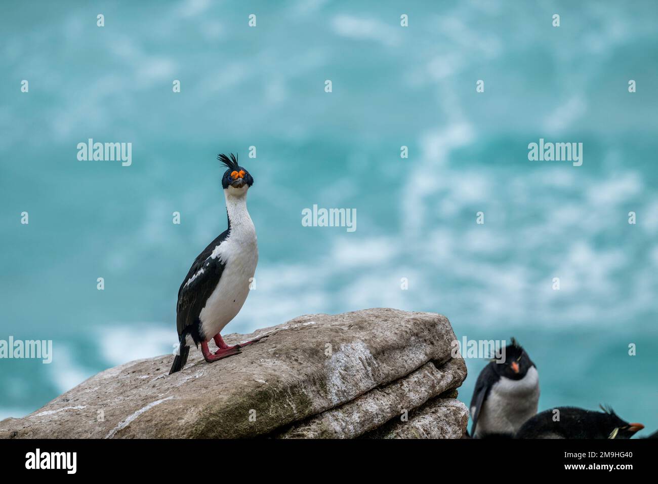 Un cerf impérial ou cormoran impérial (Leucocarbo atriceps) perché sur un rocher sur l'île de Sounders, une île sur la côte ouest des îles Falkland Banque D'Images