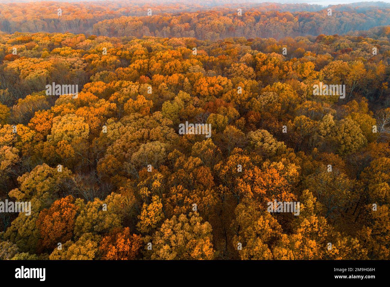 Vue aérienne de la forêt en automne, Marion County, Illinois, États-Unis Banque D'Images