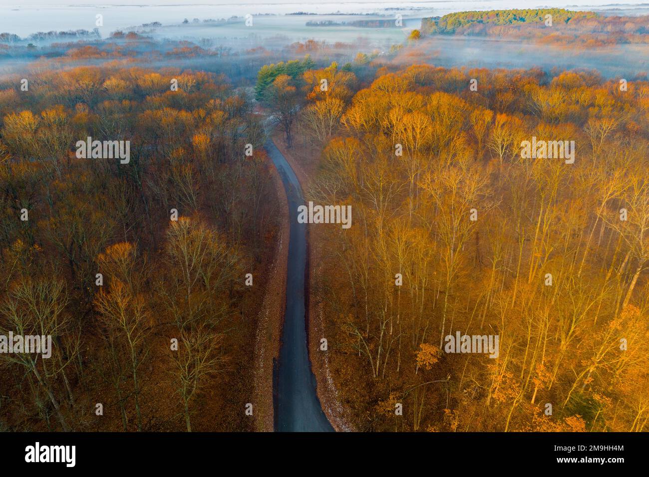 Vue aérienne de la route à travers la forêt en automne, Stephen A. Forbes State Park, Marion County, Illinois, États-Unis Banque D'Images