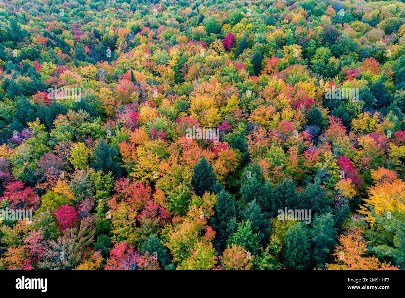 Vue aérienne de la forêt aux couleurs de l'automne, comté d'Alger, Michigan, États-Unis Banque D'Images