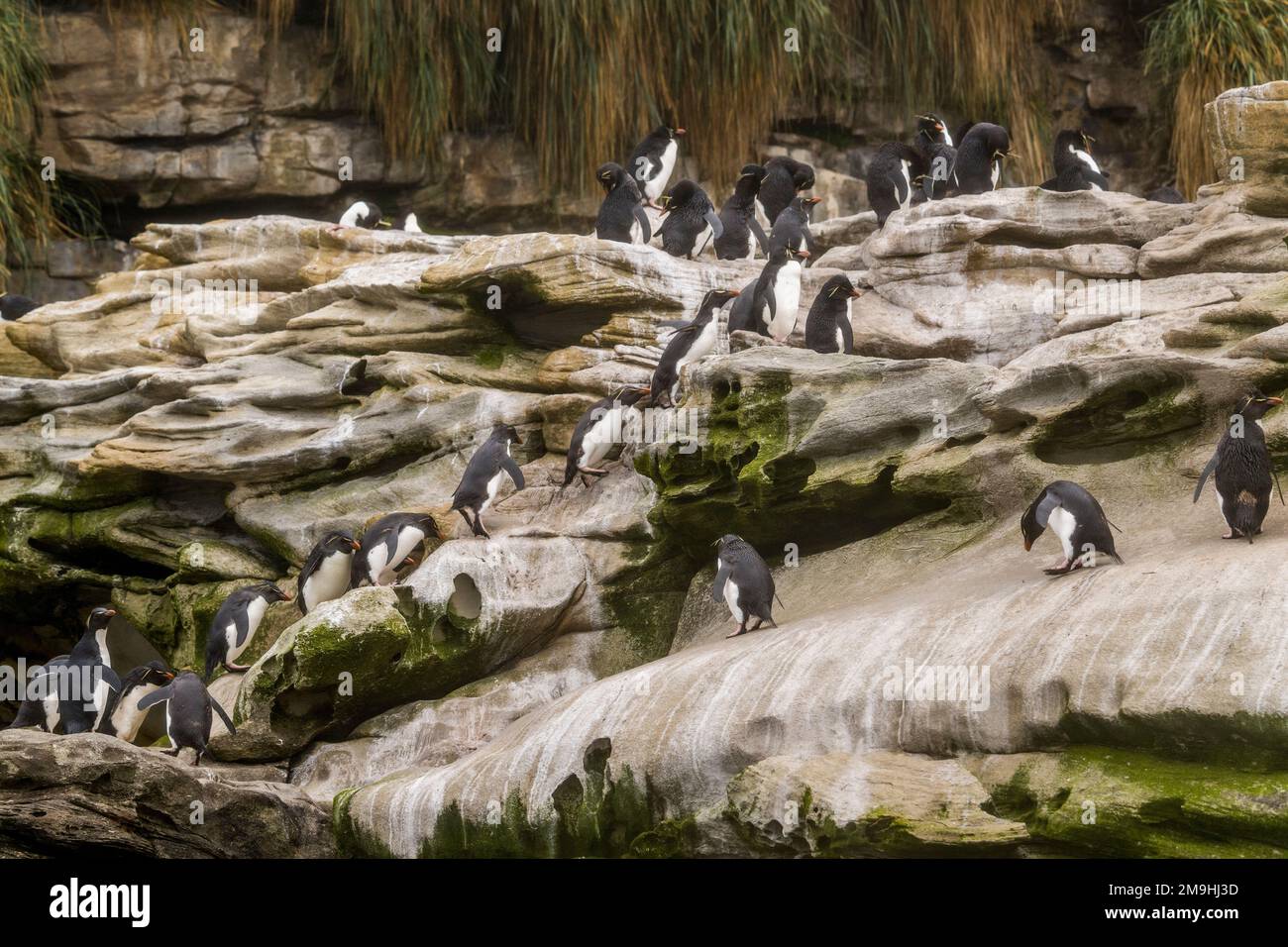 Les pingouins de Rockhopper (Eudyptes chrysocome) grimpent sur la falaise jusqu'à leur colonie après être arrivés à terre sur l'île de Sounders, une île sur la côte ouest Banque D'Images