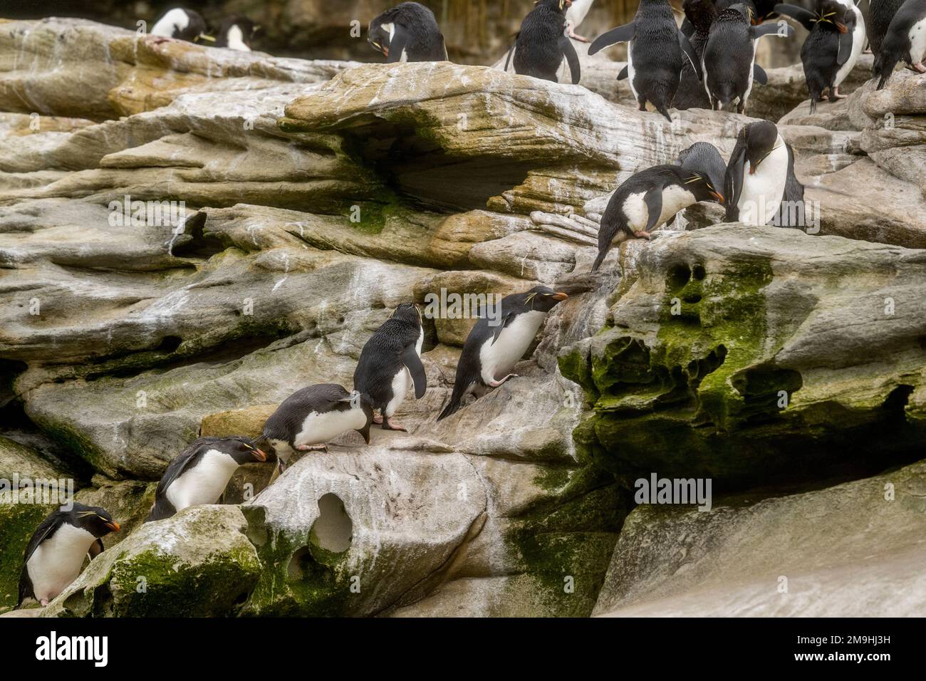 Les pingouins de Rockhopper (Eudyptes chrysocome) grimpent sur la falaise jusqu'à leur colonie après être arrivés à terre sur l'île de Sounders, une île sur la côte ouest Banque D'Images