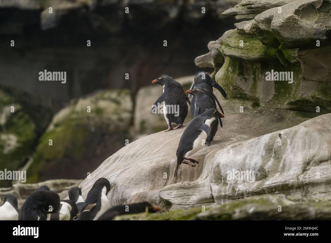 Les pingouins de Rockhopper (Eudyptes chrysocome) grimpent sur la falaise jusqu'à leur colonie après être arrivés à terre sur l'île de Sounders, une île sur la côte ouest Banque D'Images