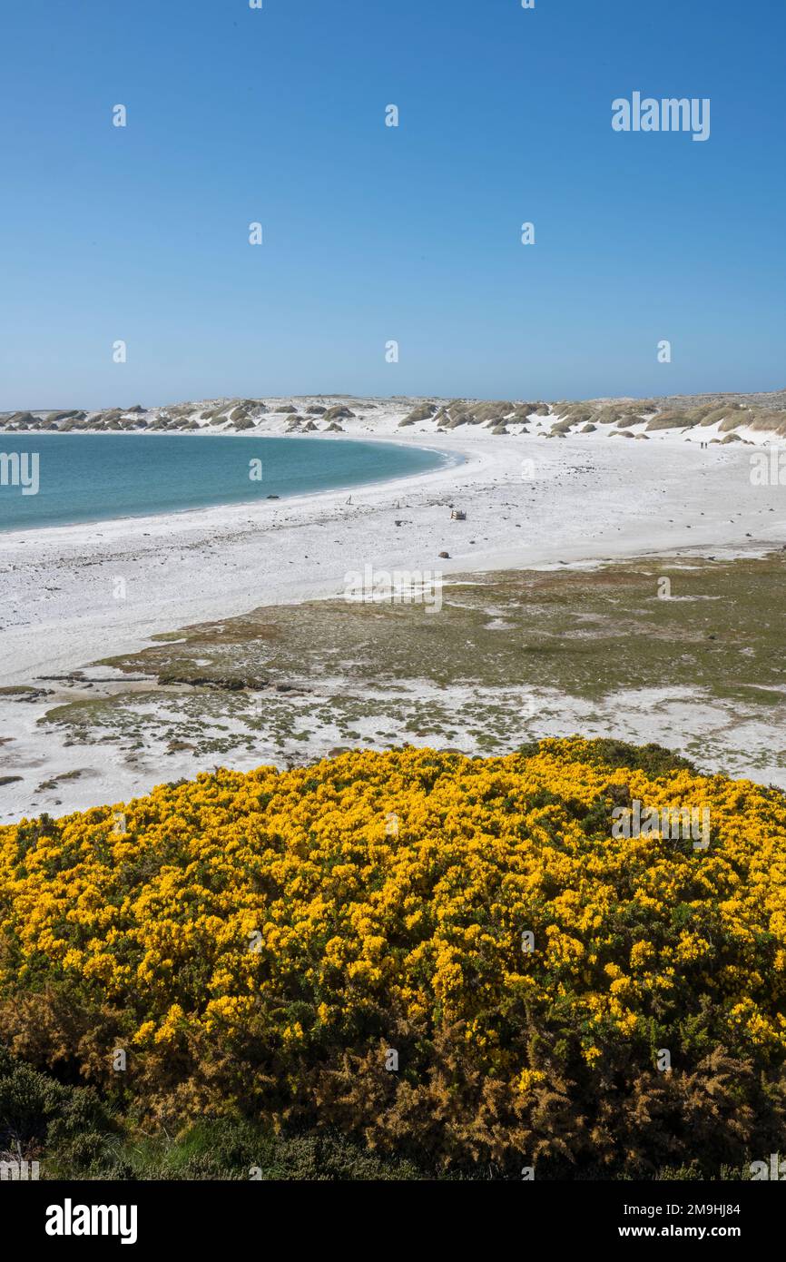 Vue sur Gypsy Cove près de Port Stanley, îles Falkland avec des gorges fleuries au premier plan. Banque D'Images