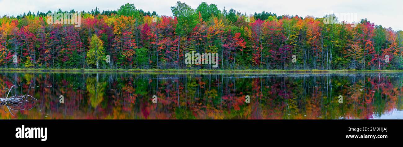 Forêt sur les rives du lac Thornton en automne, comté d'Alger, Michigan, États-Unis Banque D'Images