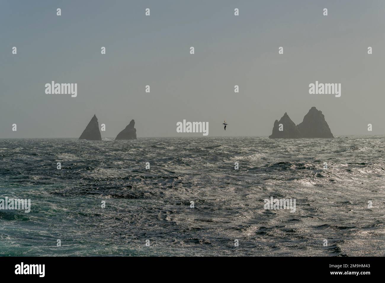 Vue sur les rochers de Shag, six petits îlots, à environ 240 kilomètres à l'ouest de la Géorgie du Sud, en sous-Antarctique, situés dans l'Atlantique Sud. Banque D'Images